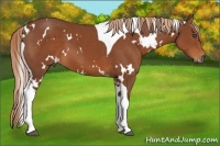 Horse Color:White Spotted Chestnut Tobiano 