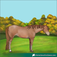 Horse Color:Bay Pearl