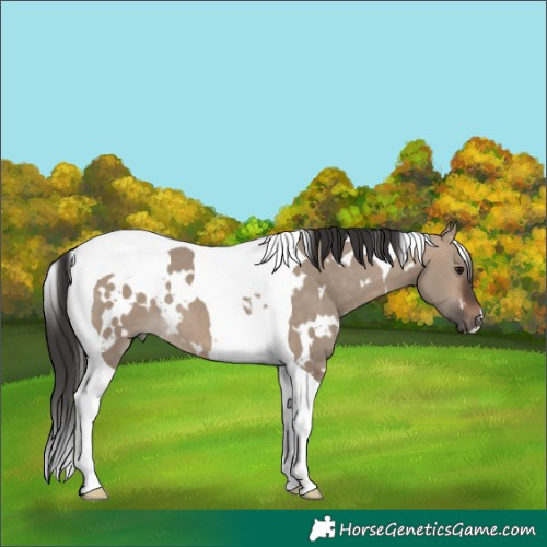 Horse Color:White Spotted Brown Dun Tobiano