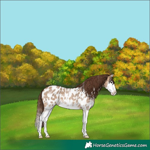 Horse Color:Bay Dun Sabino Splash Appaloosa 