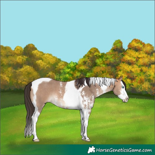 Horse Color:Bay Dun Sabino Splash Tobiano