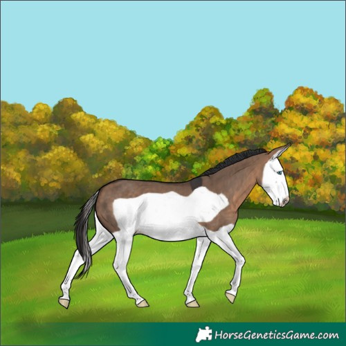 Horse Color:Brown Dun Splash Frame 