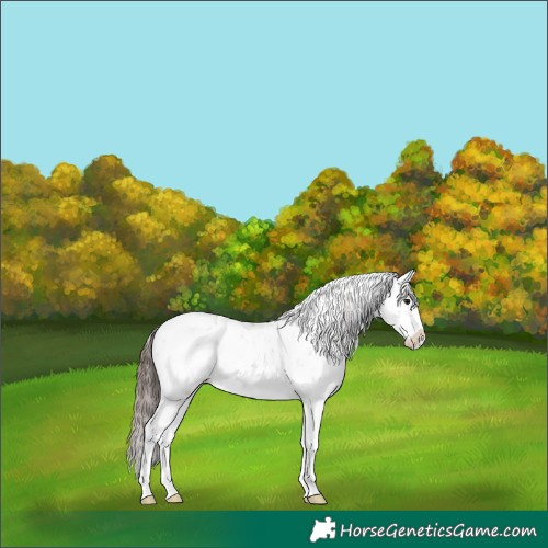 Horse Color:Brown Dun Sabino Splash Blanket 