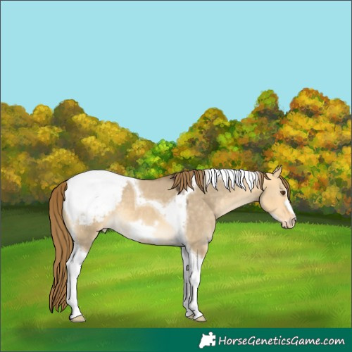 Horse Color:Buckskin Dun Tobiano Frame Snowcap