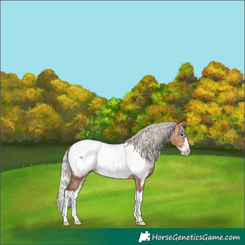 Horse Color:Silver Bay Dun Splash Frame Appaloosa 