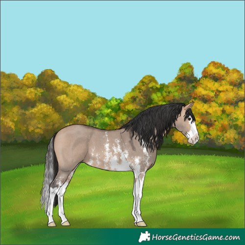 Horse Color:Bay Dun Mushroom Sabino Splash