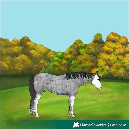 Horse Color:Blue Roan Splash Varnish 