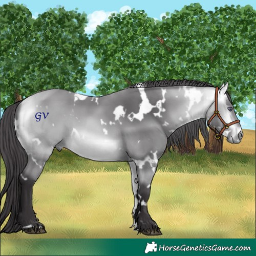 Horse Color:White Spotted Buckskin Chinchilla 
