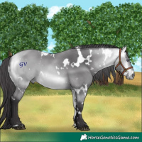 Horse Color:White Spotted Buckskin Chinchilla