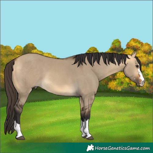 Horse Color:Buckskin Dun