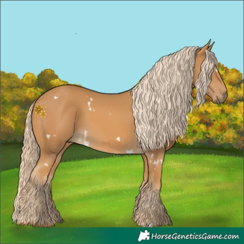Horse Color:White Spotted Palomino 
