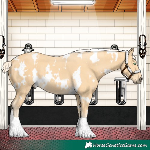 Horse Color:White Spotted Palomino