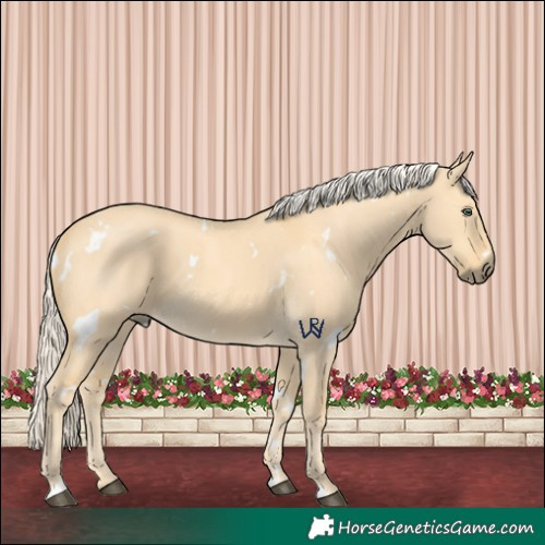 Horse Color:White Spotted Palomino Dun
