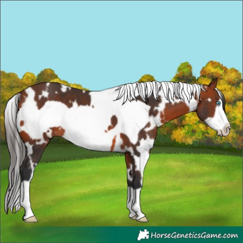 Horse Color:White Spotted Bay Frame