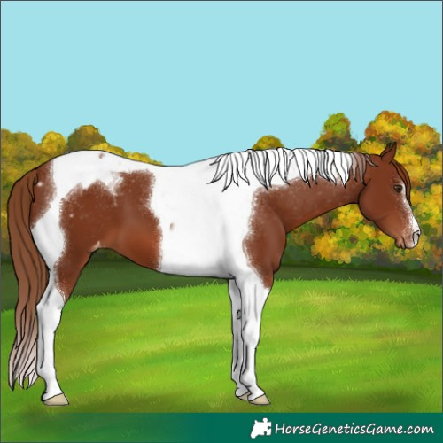 Horse Color:Chestnut Tobiano Appaloosa 