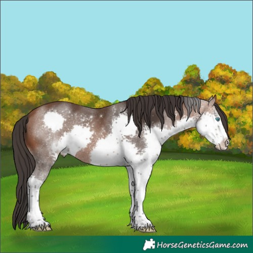 Horse Color:Bay Sabino Splash