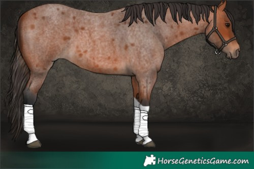 Horse Color:Bay Roan Tobiano 