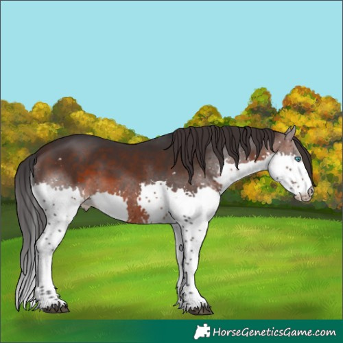 Horse Color:Brown Splash