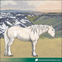 Horse Color:White Spotted Cremello 