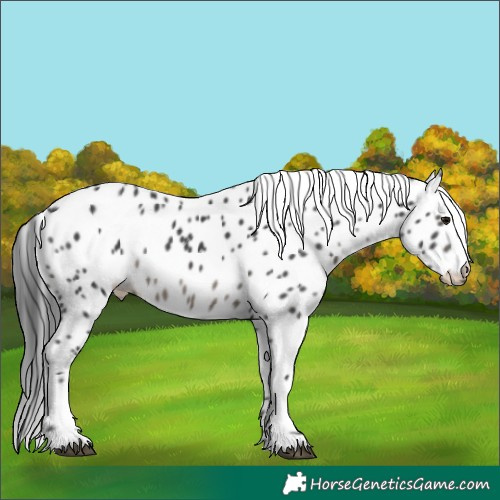 Horse Color:Black Appaloosa