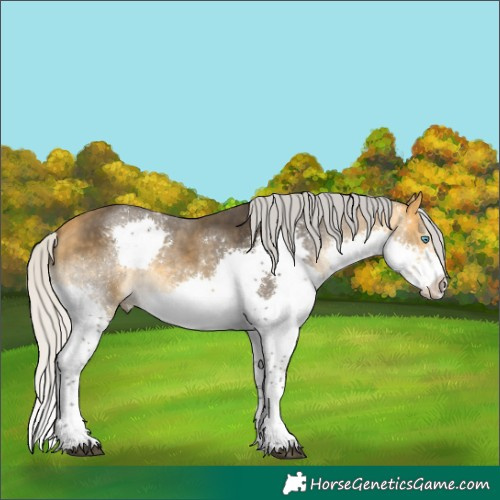 Horse Color:Silver Buckskin Splash