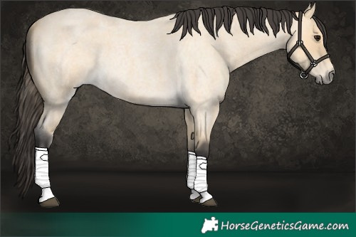 Horse Color:Buckskin Roan Tobiano