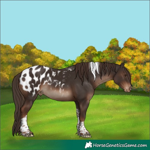 Horse Color:Liver Chestnut Tobiano Appaloosa Rabicano