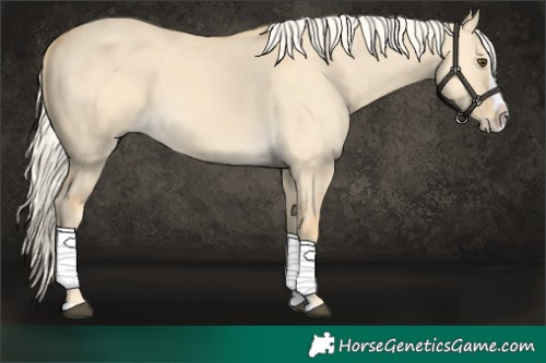 Horse Color:Palomino Dun Splash