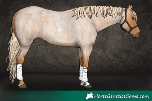 Horse Color:Red Roan Tobiano