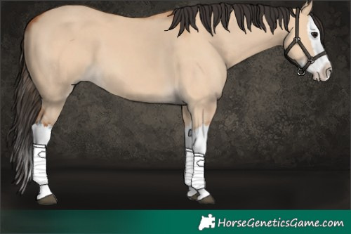 Horse Color:Bay Dun Splash