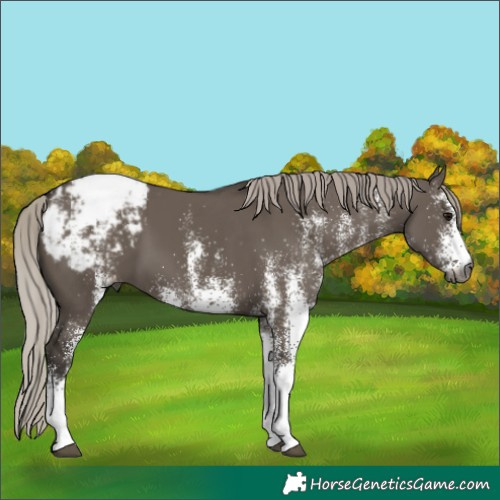 Horse Color:Gray White Spotted Silver Grullo Appaloosa