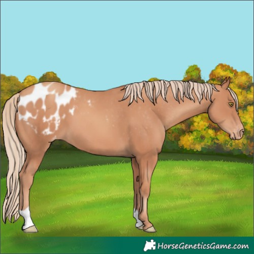 Horse Color:Gold Champagne Appaloosa
