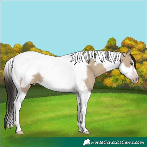 Horse Color:Gray Classic Champagne Dun Tobiano Frame Appaloosa