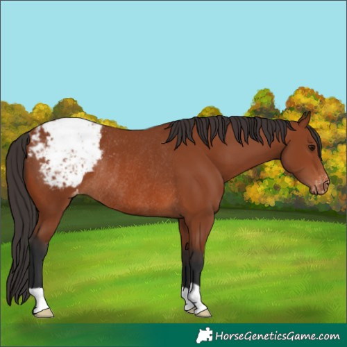 Horse Color:Bay Appaloosa Rabicano 