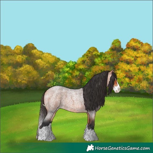 Horse Color:Bay Roan Splash