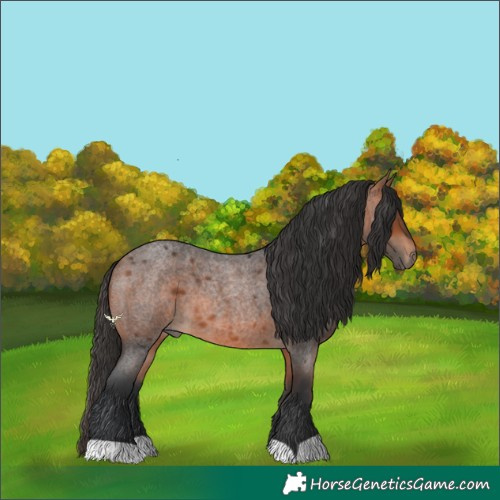 Horse Color:Bay Roan 