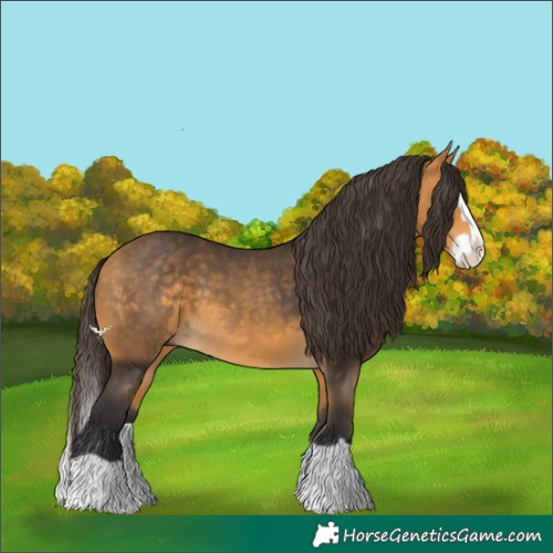 Horse Color:Buckskin Splash 