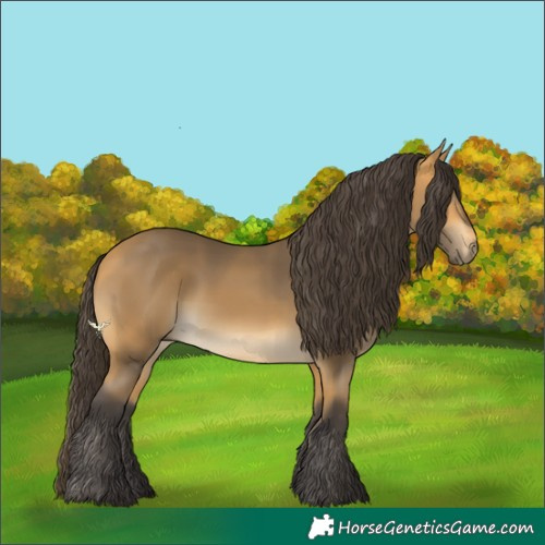 Horse Color:Buckskin 
