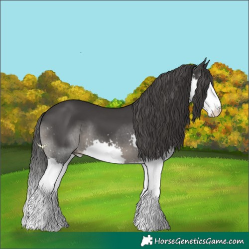 Horse Color:Black Splash 
