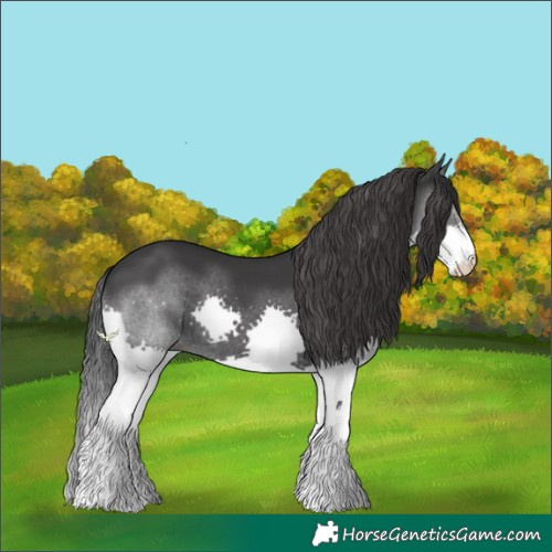 Horse Color:Black Splash 