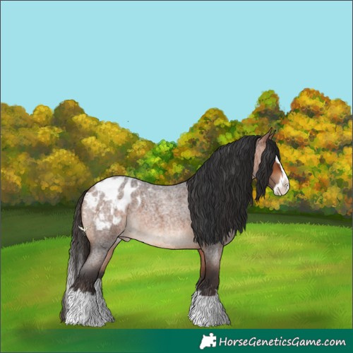 Horse Color:Bay Roan Splash Blanket