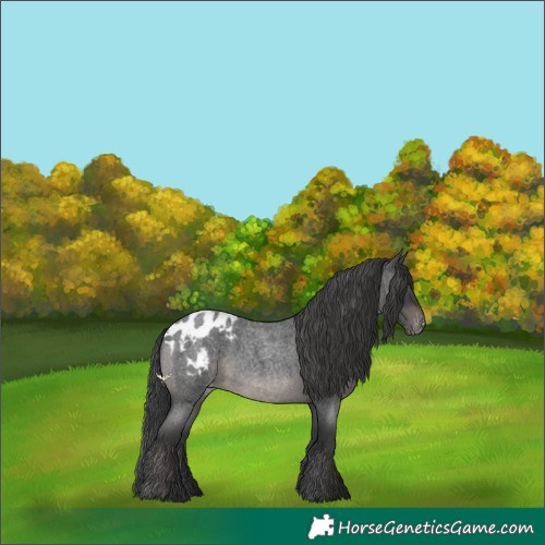 Horse Color:Blue Roan Appaloosa