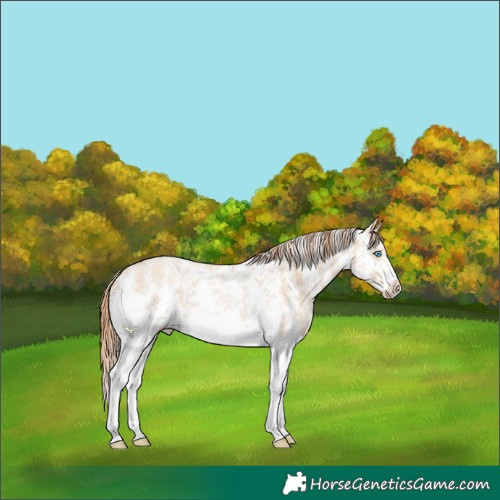 Horse Color:Buckskin Pearl Sabino 