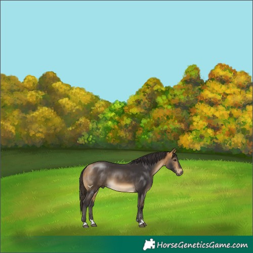 Horse Color:Buckskin 
