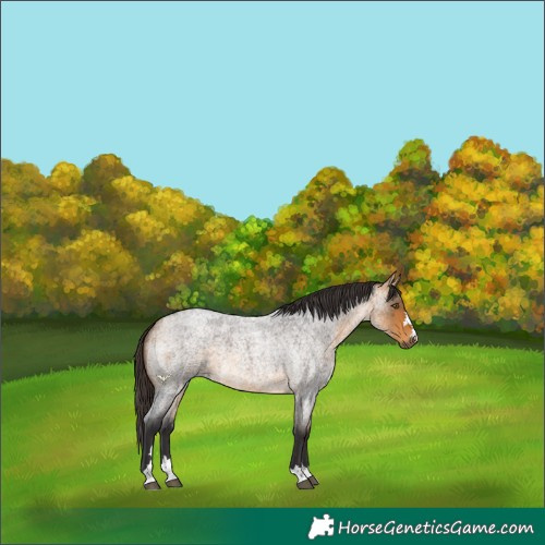 Horse Color:Buckskin Roan