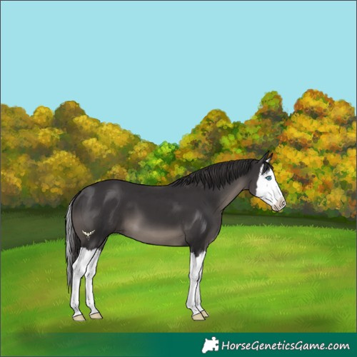 Horse Color:Smoky Black Splash 