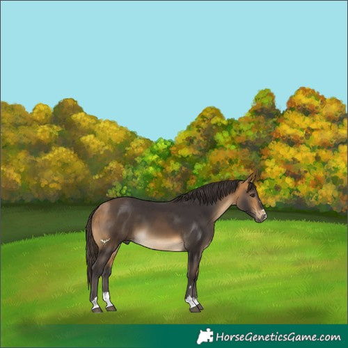 Horse Color:Buckskin 