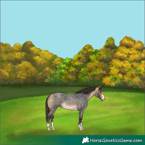 Horse Color:Buckskin Roan