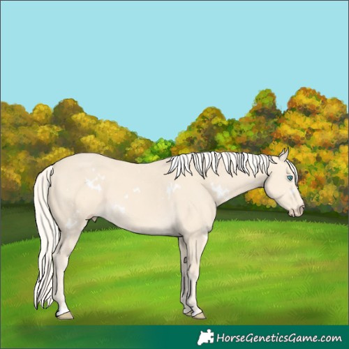 Horse Color:White Spotted Cremello