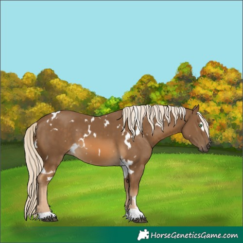 Horse Color:White Spotted Chocolate Palomino 